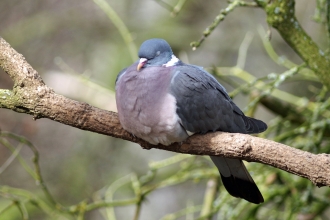 Wood pigeon