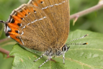 Black hairstreak