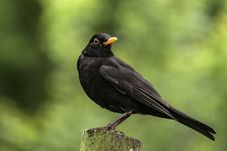 Blackbird perched on a post by Bob Coyle
