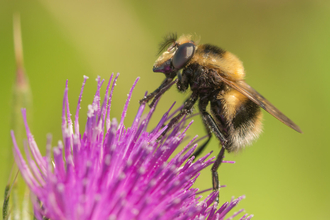 A bumblebee mimic hoverfly on a purple thistle flower. It's a fuzzy black and yellow hoverfly with a white tip to the abdomen, looking just like a bee. It's given away by its large eyes and short antennae