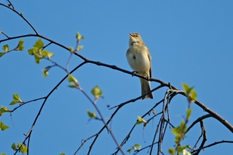 Willow warbler