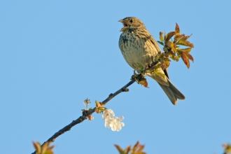 Corn bunting