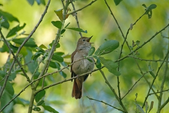 Nightingale singing