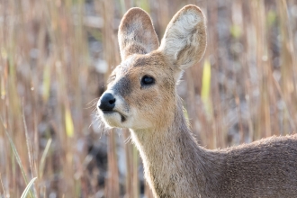 water deer