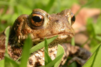 Common toad