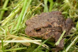Common toad