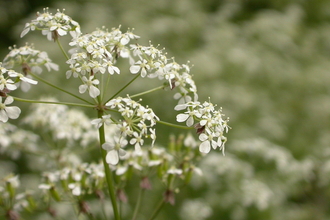 Cow parsley