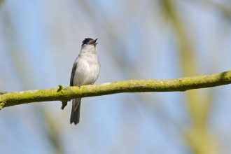 Blackcap