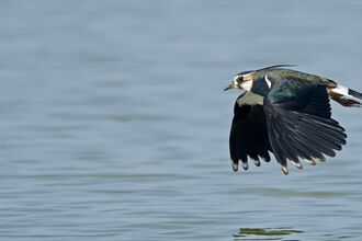 Lapwing in flight