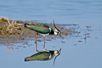 Lapwing wading in shallow water