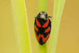 A red-and-black froghopper clinging to a grass stem. It's an oval-shaped bug thats mostly black with red patches on its back