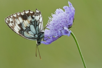 Marbled white on scabious