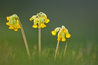 Cowslips (Primula veris) 