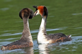 Great crested grebes