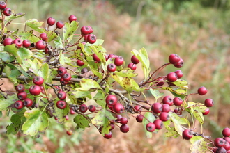 Hawthorn berries