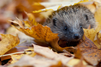 Hedgehog in autumn leaves