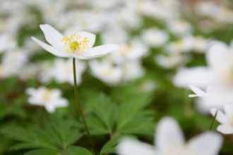 Wood anemone