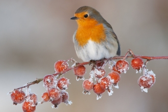 Robin