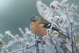 Chaffinch