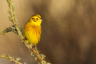 Yellowhammer perched on branch