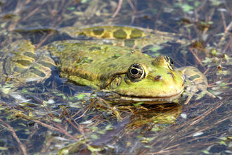 A marsh frog floating at the surface of a pond