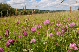 Wild flowers