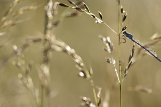 Common blue damselfly