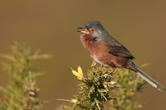 Dartford warbler