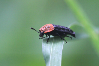 A red-breasted carrion beetle, with its distinctive red pronotum, standing on a folded over leaf