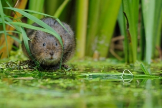 Water vole