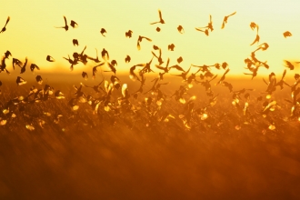 Flock of corn buntings