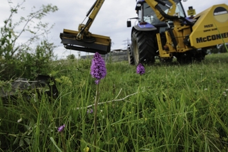 Pyramidal orchid on brownfield site being cleared for development