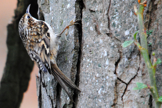 Treecreeper