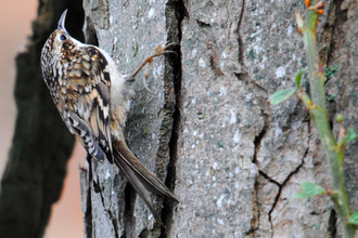 Treecreeper