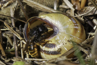 A red-tailed mason bee entering her nest in an empty snail shell. She is a small, slim black bee with a fuzzy orange abdomen