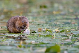 Water vole