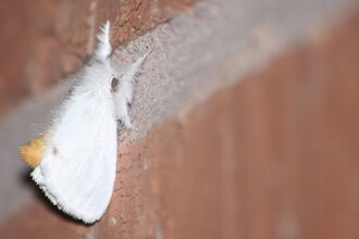 A yellow-tail moth resting on a brick wall, its abdomen curled up to reveal the distinctive yellow tail