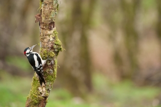 Great spotted woodpecker