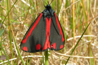 cinnabar