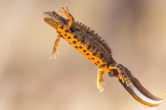 Great crested newt