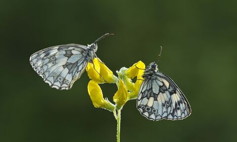 Two marbled white butterflies on a flower