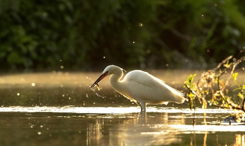 Little egret perched in water with a fish in its bill.