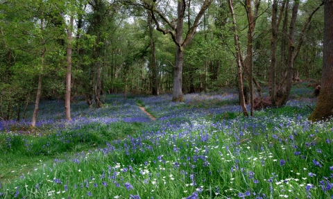 Bluebells in Bowdown Woods by Rob Appleby