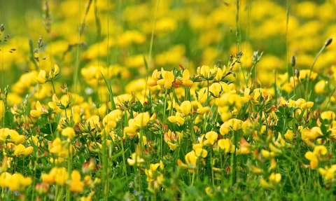 bird's-foot trefoil