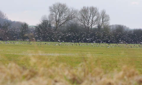 Chimney Meadows