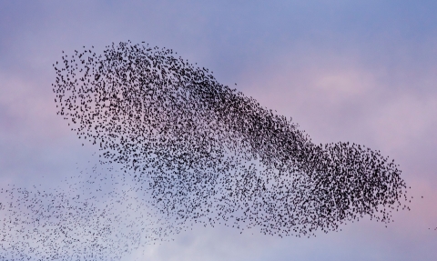 Starling murmuration