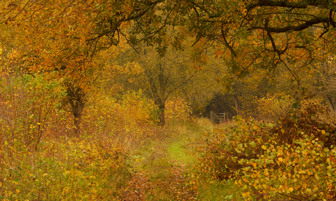 Warburg Nature Reserve, Autumn