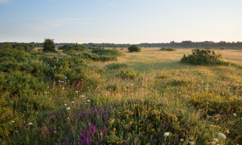 Greenham Common