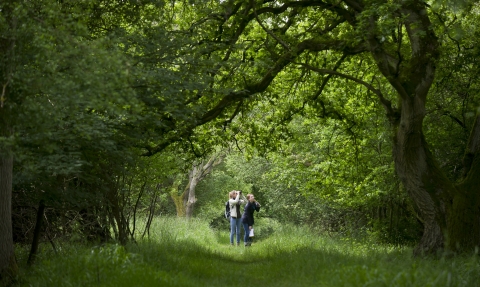 Picture of woodland walk