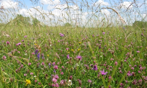 Wild flowers at Chimney Meadows